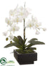 Silk Plants Direct Phalaenopsis Orchid Plant - Cream Green - Pack of 1