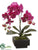 Phalaenopsis Orchid Plant - Violet - Pack of 1
