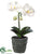 Phalaenopsis Orchid Plant - White - Pack of 6