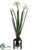 Paperwhite Narcissus - White - Pack of 1