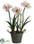 Amaryllis - Cream Mauve - Pack of 1