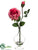 Rose - Beauty Pink - Pack of 6
