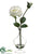 Rose - White - Pack of 6