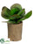 Kalanchoe - Green - Pack of 4