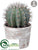 Barrel Cactus - Green Gray - Pack of 1