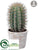 Cactus - Green - Pack of 4