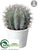 Barrel Cactus - Green Gray - Pack of 4