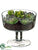 Succulent - Green Burgundy - Pack of 2