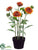 Sunflower - Orange Yellow - Pack of 2