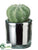 Barrel Cactus - Green - Pack of 12
