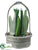 Peruvian Cactus - Green - Pack of 2
