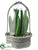 Peruvian Cactus - Green - Pack of 2