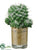 Hedgehog Cactus - Green - Pack of 12