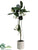 Stephanotis Topiary - White - Pack of 1