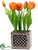 Tulip - Orange - Pack of 6