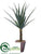 Agave Plant - Green - Pack of 1