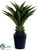 Agave Attenuata Plant - Green - Pack of 2