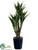 Agave Attenuata Plant - Green - Pack of 4
