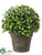 Boxwood Ball Topiary - Green - Pack of 8