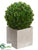Baby's Tear Ball Topiary - Green - Pack of 6