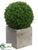 Baby's Tear Ball Topiary - Green - Pack of 4