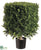 Boxwood Square Topiary - Green Two Tone - Pack of 2