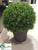 Baby's Tear Ball Topiary - Green Two Tone - Pack of 2