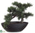 Cedar Bonsai Tree - Green - Pack of 4