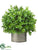 Boxwood Ball Topiary - Green - Pack of 2