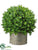 Boxwood Ball Topiary - Green - Pack of 1