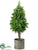 Boxwood Cone Topiary - Green - Pack of 2