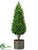 Boxwood Cone Topiary - Green - Pack of 1