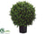 Boxwood Ball Topiary - Green - Pack of 1