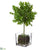 Boxwood Topiary - Green - Pack of 6