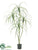 Beaucarnea Plant - Green - Pack of 2