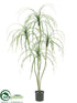Silk Plants Direct Beaucarnea Plant - Green - Pack of 2