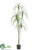 Beaucarnea Plant - Green - Pack of 2