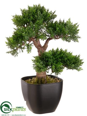 lowe's bonsai tree Cedar Bonsai Tree - Green - Pack of 6 - (CRG-255BPLS)