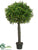 Boxwood Ball Topiary - Green - Pack of 2