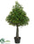 Boxwood Cone Topiary - Green - Pack of 2