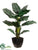 Bird of Paradise Plant - Green - Pack of 2
