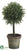 Baby's Tear Ball Topiary - Green - Pack of 6