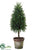 Baby's Tear Cone Topiary - Green - Pack of 6