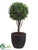 Boxwood Ball Topiary - Green - Pack of 4