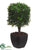 Boxwood Square Column Topiary - Green - Pack of 4