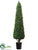 Boxwood Cone Topiary - Green - Pack of 1