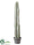 Cactus - Green - Pack of 2