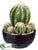 Barrel Cactus - Green - Pack of 6