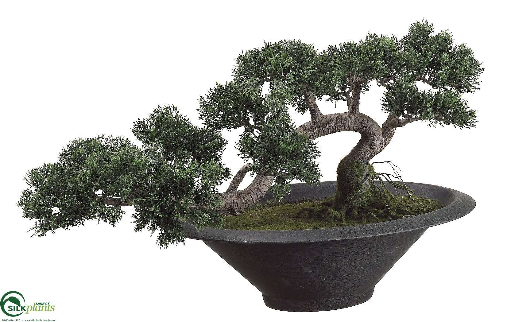 artificial cedar bonsai tree Cedar Bonsai Tree - Green - Pack of 1 - (CRG-070CPLS)