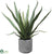 Agave - Green - Pack of 4